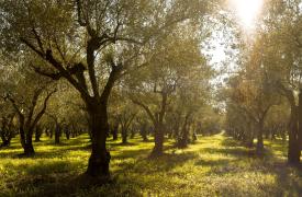 ΔΥΠΑ: Νέο επιδοτούμενο πρόγραμμα κατάρτισης στον εμβολιασμό δενδρωδών καλλιεργειών στην Άρτα