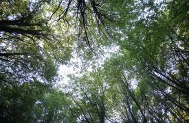 Ενστάσεις από Ελεγκτικό Συνέδριο για την αποτελεσματικότητα των προγραμμάτων αναδάσωσης