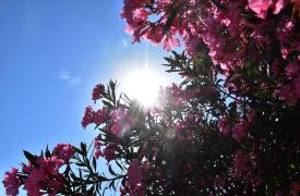 Copernicus: Ο Φεβρουάριος στους πιο θερμούς παγκοσμίως στα χρονικά, ακραίες βροχοπτώσεις στην Ευρώπη