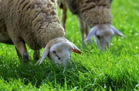 PETA: Προειδοποιεί για την «παραπλανητική» ετικέτα μαλλιού σε είδη υπόδησης στο Ηνωμένο Βασίλειο