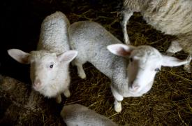 ΥΠΑΑΤ για ευλογιά αιγοπροβάτων: 8 συλλήψεις για παραβίαση των μέτρων βιοασφάλειας