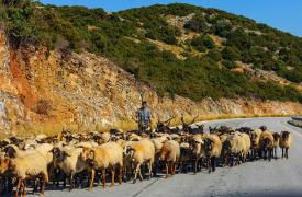 Κρήτη: Παρατείνονται τα προληπτικά μέτρα για την ευλογιά των αιγοπροβάτων