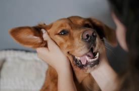 Νέοι κανόνες για τα ζώα συντροφιάς που ταξιδεύουν στην ΕΕ