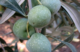 Ελαιοπαραγωγοί: Από 1η Μαΐου 2026 η Α’ φάση ψηφιακής παρακολούθησης διακίνησης αποθεμάτων