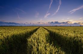 Σε κατάσταση έκτακτης ανάγκης η Λέσβος λόγω αφθώδους πυρετού