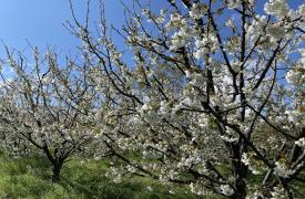 Ανθισμένες κερασιές Πιερίας: Τα sakura trees της Ελλάδας μάγεψαν τους επισκέπτες