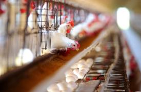 Προβληματίζουν τον ΠΟΥ οι ιοί της γρίπης των πτηνών