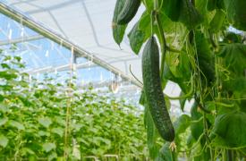 ΥΠΑΑΤ: Υπερκαλύφθηκε κατά 80% ο προϋπολογισμός της παρέμβασης για επενδύσεις σε θερμοκήπια