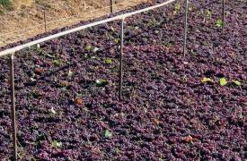 ΕΦΕΤ: Ανάκληση παρτίδων βιολογικής ξανθής σταφίδας