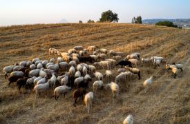 Ευλογιά των προβάτων: 8 ερωταπαντήσεις από το ΥΠΑΑΤ - Τι πρέπει να κάνουν οι κτηνοτρόφοι