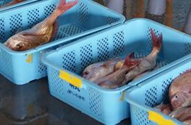 Διπλωματική ένταση με φόντο τα... θαλασσινά: Η Κίνα αναστέλλει ξανά τις εισαγωγές από την Ιαπωνία