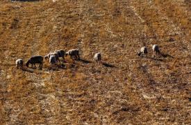 20 νέα μέτρα θωράκισης της κτηνοτροφίας προτείνει η Επιτροπή Διαχείρισης και Ελέγχου της Ευλογιάς