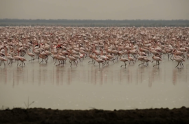 Ισπανία: Τα φλαμίνγκο ξεχειμωνιάζουν στους ανδαλουσιανούς υγρότοπους