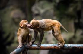 Επιστήμονες εκτιμούν ότι το πρώτο φιλί δόθηκε πριν 20 εκατομμύρια χρόνια