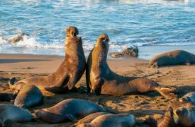 Ανταρκτική: Ο πληθυσμός των θαλάσσιων ελεφάντων αποδεκατίστηκε από τη γρίπη των πτηνών