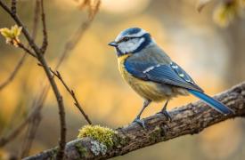 Το παράνομο εμπόριο άγριας ζωής στην Ελλάδα: Τα σοκαριστικά ευρήματα της έρευνας του WWF