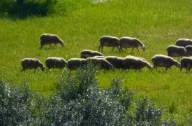 ΥπΑΑΤ: Νέα ενίσχυση 26 εκατ. ευρώ για αποζημιώσεις κτηνοτρόφων λόγω ευλογιάς
