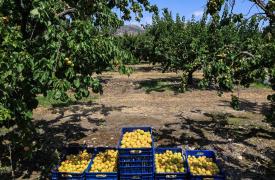 Η βίαιη ενηλικίωση του Κάμπου: Το τέλος του μικροκαλλιεργητή και η επέλαση των «Big Ag»…