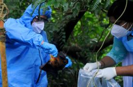 ΠΟΥ: Ο κίνδυνος εξάπλωσης του ιού Νίπα σε παγκόσμιο επίπεδο είναι χαμηλός