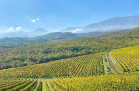 Νάουσα: Ένα γευστικό ταξίδι στην πόλη του κρασιού