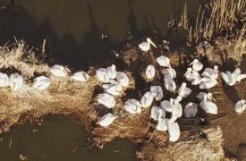 Πρέσπες: Έρευνα για τα αίτια που προκάλεσαν τον θάνατο 2300 αργυροεπελεκάνων από τη γρίπη των πτηνών το 2022