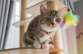 ΕΕ: Εγκρίθηκαν οι νέοι αυστηροί κανόνες για τα ζώα συντροφιάς - Πότε μπαίνουν σε ισχύ, τι αλλάζει