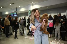 Επιχείρηση «Κιβωτός»: 101 Έλληνες επαναπατρίστηκαν από Μέση Ανατολή με τα 45 κατοικίδιά τους