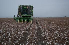 Στο επίκεντρο η επόμενη μέρα του ελληνικού βαμβακιού