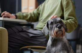 Πρόστιμα από την Επ. Ανταγωνισμού σε επιχειρήσεις προμήθειας ζωοτροφών για ζώα συντροφιάς