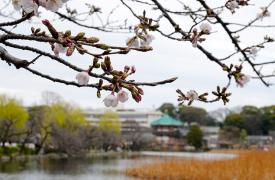 Ένας ξυλοκόπος κουνάει την κερασιά - Ξέρουμε τι πρέπει να κάνουμε λέει ο Πιερρ - Ποιες βελόνες κουνήθηκαν τον Μάρτιο