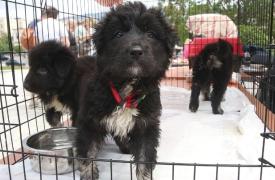 Παγκόσμια Ημέρα Αδέσποτων Ζώων: Μην αγοράζεις, υιοθέτησε