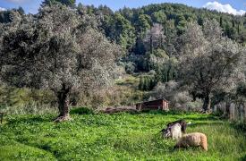 Παρατείνονται έως τις 15/4 τα προληπτικά μέτρα για την ευλογιά των αιγοπροβάτων στην Κρήτη