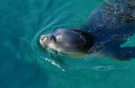 Εθνικό Θαλάσσιο Πάρκο Νοτίου Αιγαίου: Τι σημαίνει για την προστασία του θαλάσσιου περιβάλλοντος