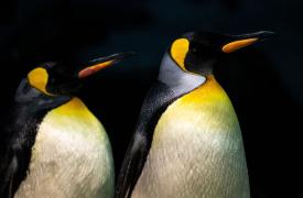 Ο αυτοκρατορικός πιγκουίνος επισήμως στα «απειλούμενα» είδη