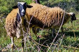 Ευλογιά αιγοπροβάτων: 2.152 νέα κρούσματα - Στις 486.666 οι θανατώσεις