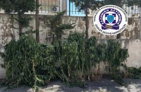 Θεσσαλονίκη: Καλλιεργούσε 26 δενδρύλλια κάνναβης σε δωμάτιο σπιτιού και σε εγκαταλελειμμένο ποιμνιοστάσιο