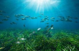 Posidonia Project: Μια νέα εποχή για την προστασία των λιβαδιών Ποσειδωνίας στην Ελλάδα