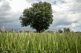 Όταν ακόμη και η Συρία έγινε αυτάρκης, ποιο το μέλλον της ελληνικής σιτοκαλλιέργειας;
