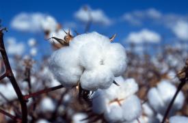 Βαμβάκι: Τέλος ή μια νέα Αρχή; Η ώρα της αλήθειας για τον «λευκό χρυσό»