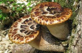 Οι Βρυξέλλες εγκαινιάζουν το μεγαλύτερο εργοστάσιο συσκευασίας από μύκητες στην Ευρώπη