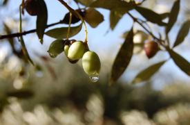 Υπολείμματα φυτοπροστατευτικών προϊόντων: Εντός ορίων το 98,2% των δειγμάτων Δεκεμβρίου 2025
