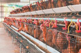 Ο ιός της γρίπης των πτηνών εντοπίστηκε σε αγελαδινό γάλα μολυσμένων ζώων