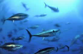 WWF: Το ΠΔ για τη Γυάρο διασφαλίζει τη μόνιμη προστασία της Θαλάσσιας Προστατευόμενης Περιοχής