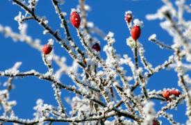 Αναμένεται κύμα ψύχους και περαιτέρω πτώση της θερμοκρασίας