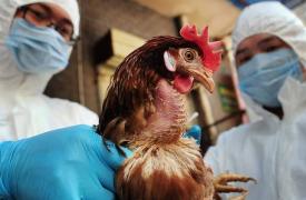 Γρίπη πτηνών: «Θα μπορούσε να προκαλέσει πανδημία χειρότερη της COVID αν μεταλλαχθεί»