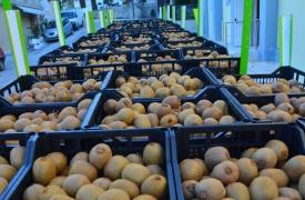 Ανοίγει η αγορά του Βιετνάμ για το ελληνικό ακτινίδιο