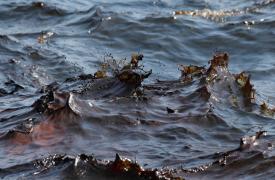 Ουκρανία: Ρύπανση από ηλιέλαιο στη Μαύρη Θάλασσα, μετά τα ρωσικά πλήγματα στην Οδησσό