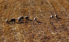 Σε 2.172 ανέρχονται τα επιβεβαιωμένα κρούσματα της ευλογιάς των αιγοπροβάτων
