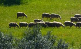 EFSA για ευλογιά αιγοπροβάτων: Δεν υπάρχουν εγκεκριμένα εμβόλια σε επίπεδο ΕΕ