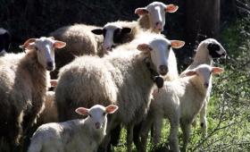 Ευλογιά αιγοπροβάτων: Πάνω από 60.000 αστυνομικοί έλεγχοι και 109 συλλήψεις από τον Οκτώβριο